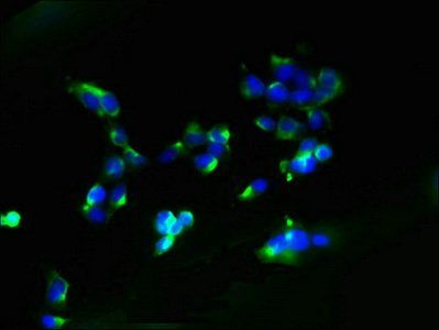 AGTRAP Antibody