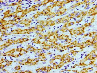 AGXT Antibody