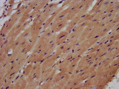 AHNAK Antibody