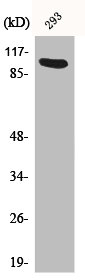AHR/AHRR Antibody