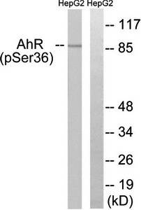 AhR (phospho-Ser36) antibody