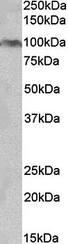 Goat anti-AHR (aa749-763) Antibody