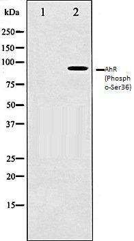 AhR (Phospho-Ser36) antibody