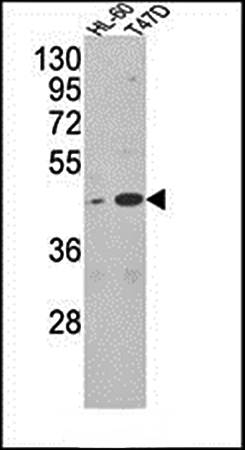 AHSA1 antibody
