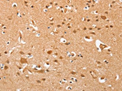 AHSG Antibody