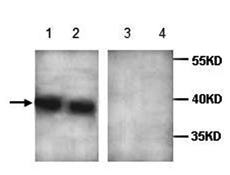 AIBZIP Rabbit Polyclonal Antibody