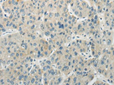 AICDA Antibody