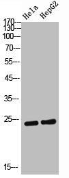 AICDA antibody