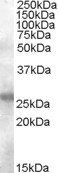 Goat anti-AID Antibody