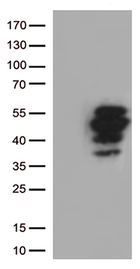 AIF (AIFM1) antibody