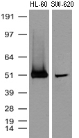 AIF (AIFM1) antibody