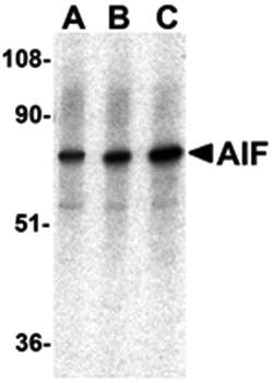 AIF Antibody