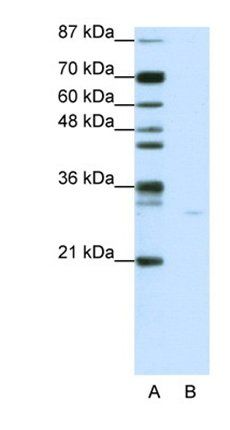 AIFM1 antibody