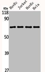AIFM1 Antibody