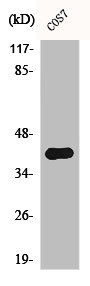 AIFM2 antibody