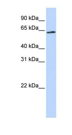 AIFM3 antibody