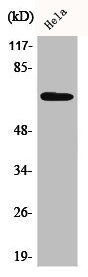 AIFM3 Antibody