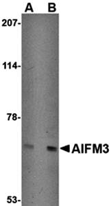 AIFM3 Antibody