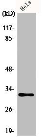 AIG1 antibody