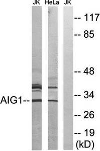 AIG1 antibody