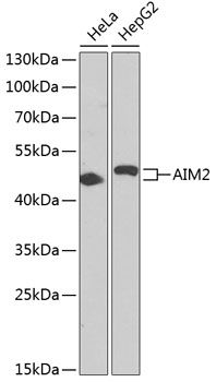 AIM2 antibody