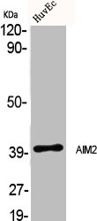 AIM2 antibody