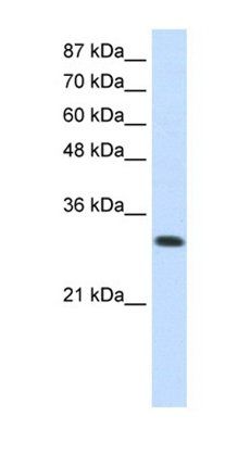 AIMP1 antibody
