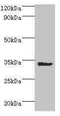 AIMP1 Antibody