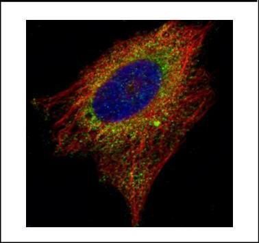 AIMP1 antibody