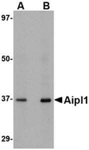 Aipl1 Antibody