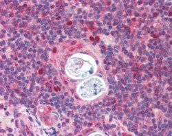 Goat anti-AIRE Antibody