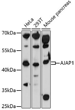 AJAP1 antibody