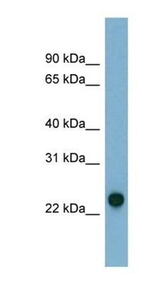 AK3 antibody