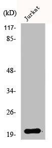 AK6 antibody