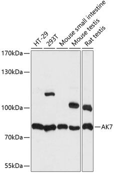 AK7 antibody