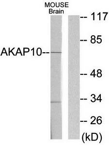 AKAP10 antibody