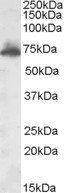 Goat anti-AKAP10 Antibody