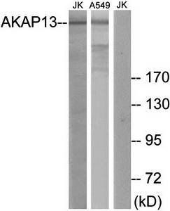 AKAP13 antibody