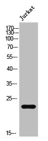 AKAP14 Antibody