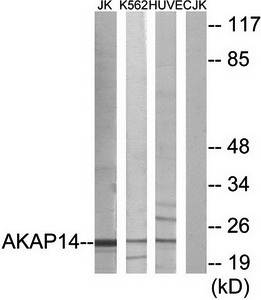 AKAP14 antibody