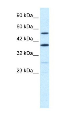 AKAP17A antibody