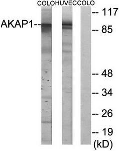 AKAP1 antibody