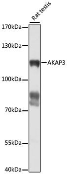 AKAP3 antibody