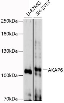 AKAP6 antibody