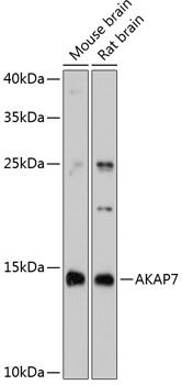 AKAP7 antibody
