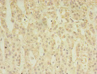 AKAP7 Antibody