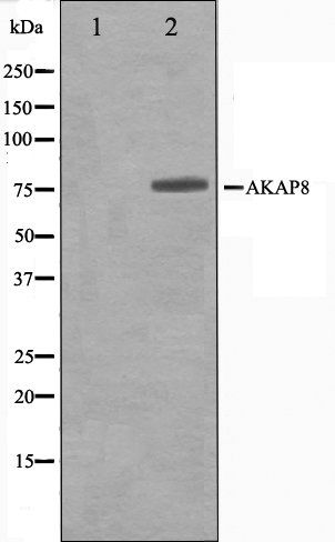 AKAP8 antibody