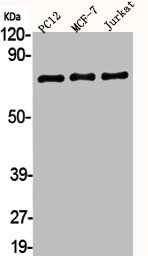 AKAP8 Antibody