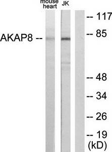 AKAP8 antibody