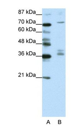 AKAP9 antibody